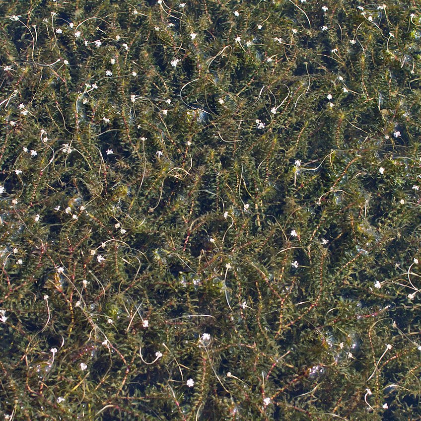 Schmalblättrige Wasserpest (Elodea nutallii), blühend