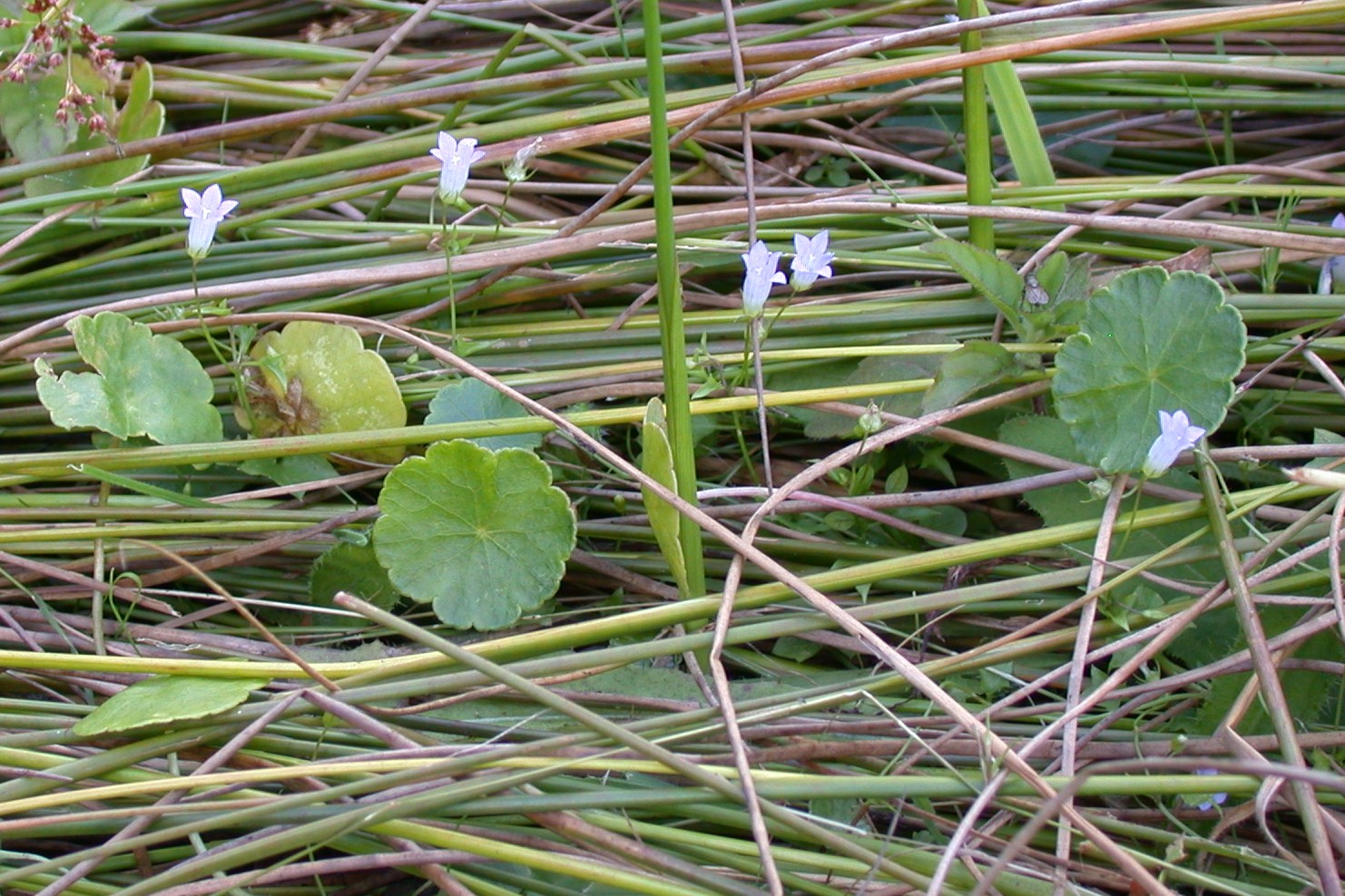 Wahlenbergia hederacea (Moorglöckchen)