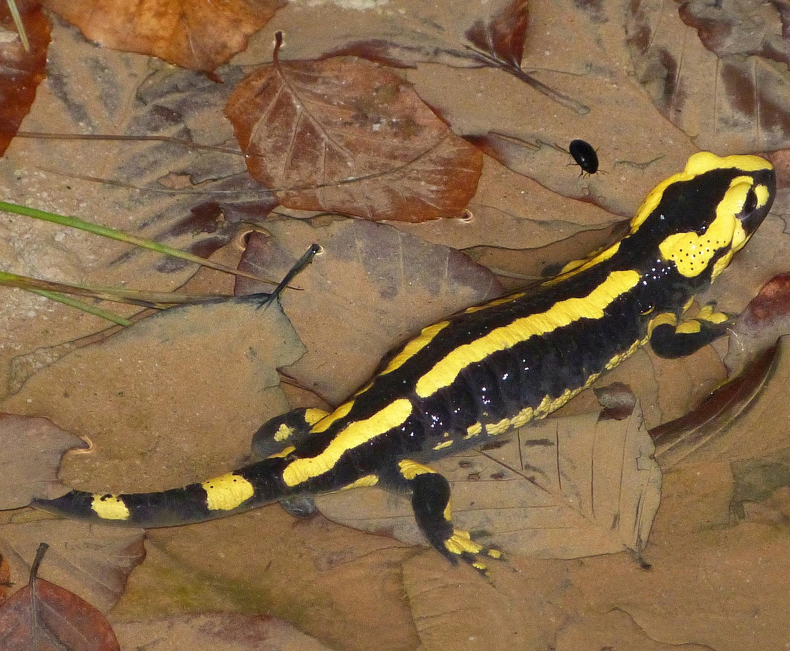 Salamandra salamandra (Feuersalamander). Weibchen beim Absetzen der Larven.