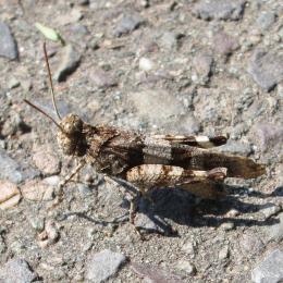 Oedipoda caerulescens