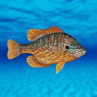 Lepomis gibbosus (Lepomis gibbosus)