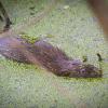 Bisamratte (Ondatra zibethicus)