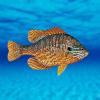 Lepomis gibbosus (Lepomis gibbosus)
