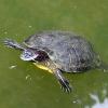 Trachemys scripta